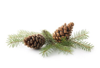 Beyaz arkaplanda çam kozalakları ve köknar dalları