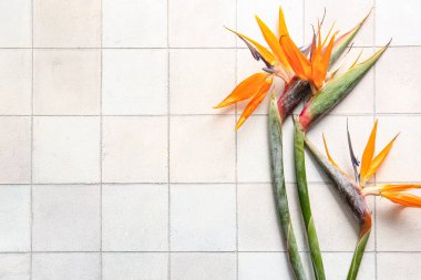 Beyaz kaplama üzerinde güzel strelitzia çiçekleri