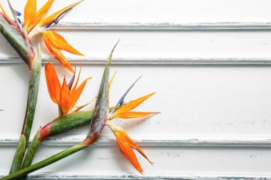 Beyaz arka planda güzel strelitzia çiçekleri