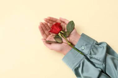 Açık arkaplanda güzel kırmızı gül olan kadın elleri. Sevgililer Günü kutlaması