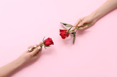 Pembe arka planda güzel kırmızı gülleri olan kadın elleri. Sevgililer Günü kutlaması