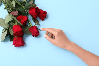 Mavi arka planda güzel kırmızı güller olan bir kadın eli. Sevgililer Günü kutlaması