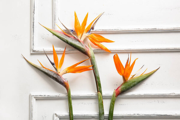 Beautiful strelitzia flowers on white background