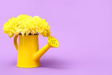 Renkli arka planda güzel kasımpatı çiçekleriyle sulama tenekesi