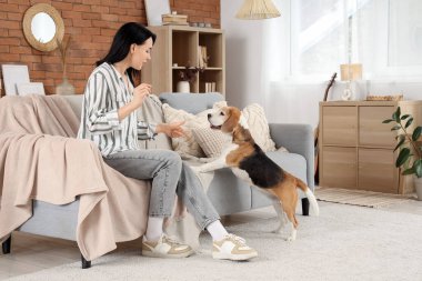 Pretty young woman with treat training her cute Beagle dog at home clipart