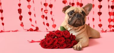 Gülleri ve pembe arka planda bir sürü kalbi olan sevimli bir bulldog. Sevgililer Günü kutlaması