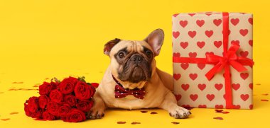 Hediye kutusu, güller ve sarı arka planda konfeti olan şirin bir bulldog. Sevgililer Günü kutlaması