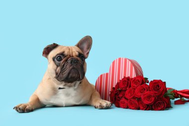 Hediye kutusu ve mavi arka planda kırmızı gülleri olan sevimli Fransız bulldog 'u. Sevgililer Günü kutlaması
