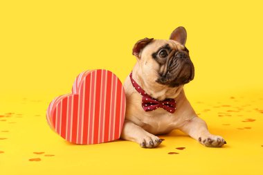 Hediye kutusu ve sarı arka planda konfeti olan sevimli bir Fransız bulldog. Sevgililer Günü kutlaması