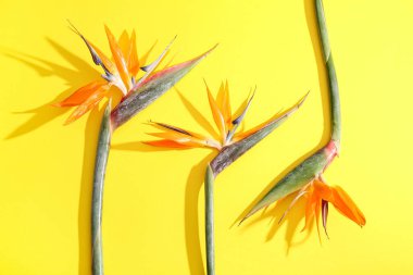 Sarı arka planda güzel strelitzia çiçekleri