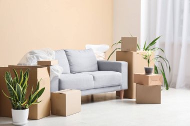 Gri kanepe, ev bitkileri ve karton kutularla dolu yeni bir oturma odası. Taşınma konsepti
