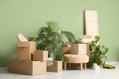 Osmanlı, ev bitkileri ve yeşil duvarın yanındaki karton kutular. Taşınma konsepti