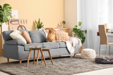 Şirin Pomeranya köpeği evdeki kanepede oturuyor.