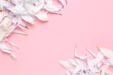 Pembe arka planda kasımpatı çiçek yaprakları