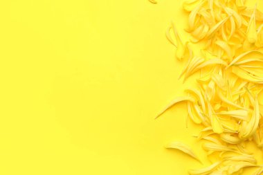 Renkli arka planda sarı kasımpatı çiçekleri
