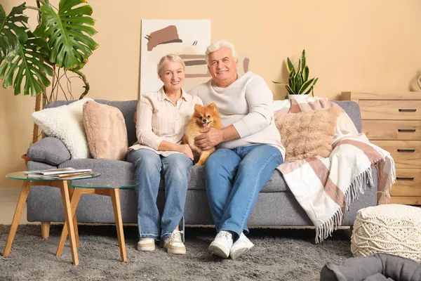 Evde koltukta oturan Pomeranya köpekli mutlu çift.