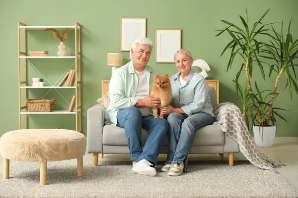 Evdeki koltukta oturan sevimli Pomeranya köpeğiyle mutlu son sınıf çifti