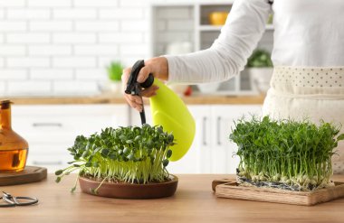 Mutfaktaki ahşap masada taze mikro yeşil lahanalar püskürten bir kadın.