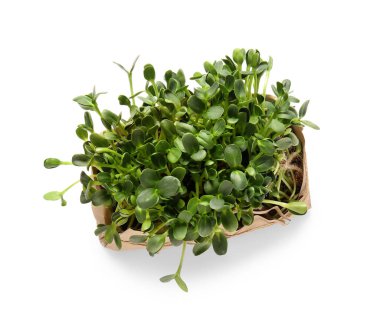 Taze ayçiçeği mikro yeşil beyaz arkaplanda izole