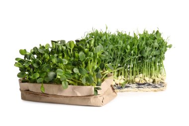 Beyaz arka planda taze mikro yeşil filizler