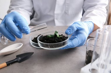Bilimadamları petri kabına toprak ve bitki tohumları dökerek laboratuvara yakın çekim yapıyorlar.