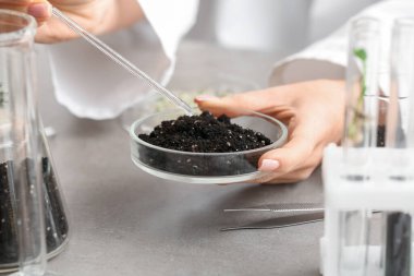 Bilimadamı grunge masasında toprağı inceliyor, yakından.