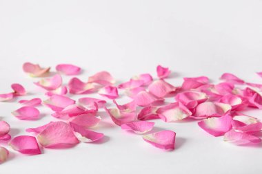 Beyaz arka planda birçok güzel pembe gül yaprakları