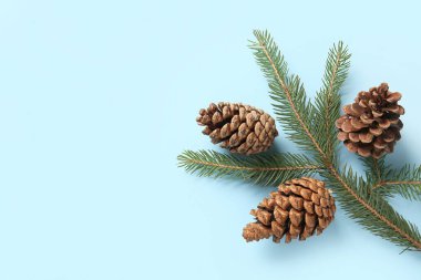 Mavi arkaplanda çam kozalakları ve köknar dalı