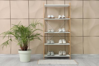 Spor ayakkabılı raf ünitesi ve odada bej fayans duvarının yanında palmiye ağacı.