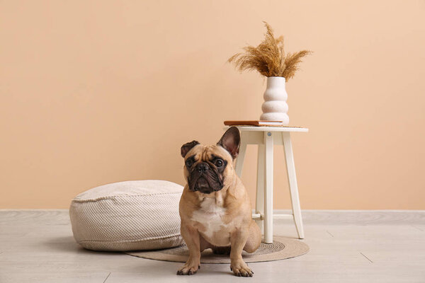 White round pouf, stool with pampas grass and French bulldog near beige wall in room