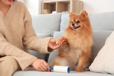 Evdeki kanepede oturan tüylü köpeği ve pamuklu silindirli genç kadın.