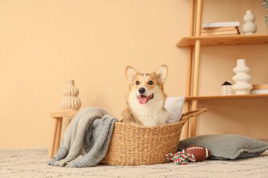 Evde hasır sepetinde ekoseli şirin Corgi köpeği