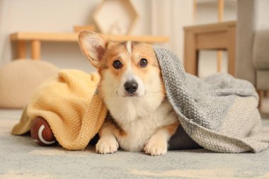 Evcil hayvan yatağında battaniyeli şirin Corgi köpeği.