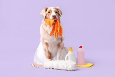 Leylak arka planında temizlik malzemesi olan tatlı Avustralya çoban köpeği.