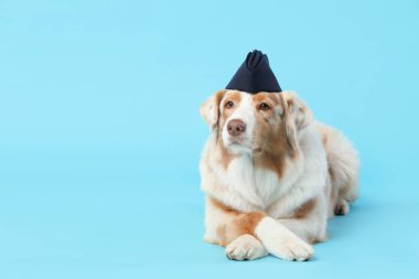 Hostes şapkalı şirin Avustralya çoban köpeği mavi arka planda yatıyor.