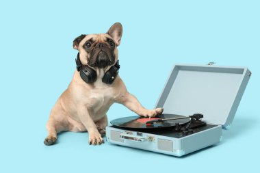 Mavi arka planda kulaklığı ve pikabı olan sevimli Fransız bulldog 'u.