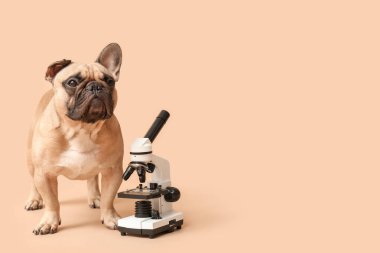 Bej arka planda mikroskobu olan sevimli Fransız bulldog.