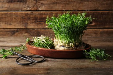 Ahşap zemin üzerinde taze mikro yeşil lahanalı ve makaslı bir tabak.