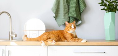 Mutfakta tezgahta yatan sevimli kırmızı kedi.
