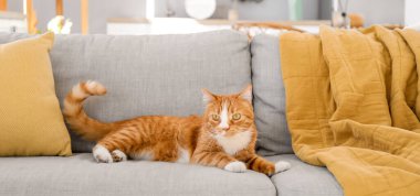 Evdeki gri kanepede yatan tatlı kırmızı kedi.