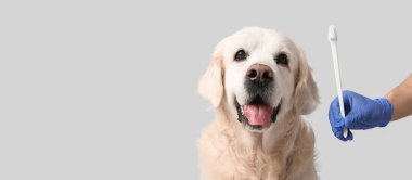 Beyaz Labrador köpeğinin yanında elinde diş fırçası tutan bir veteriner. Gri arka planda, yazı için yeri var.