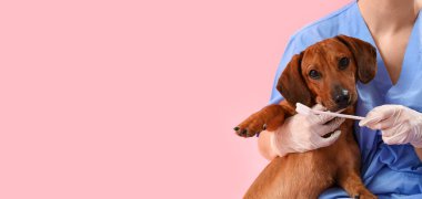Dachshund köpeğinin dişlerini pembe arka planda fırçalayan kadın veteriner.