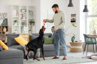 Genç adam evde Dobermann 'ın köpeğiyle oynuyor.