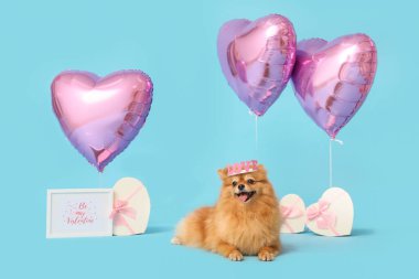 Kalp şeklinde balonları, hediye kutuları ve mavi arka planda duran tebrik kartı olan sevimli Pomeranya köpeği. Sevgililer Günü kutlaması