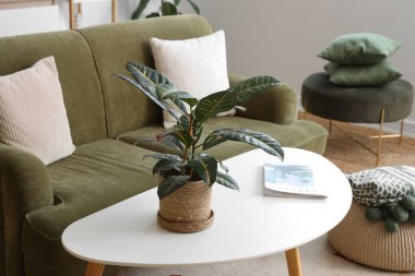 Oturma odasındaki sehpanın üzerinde dergi olan yeşil bitki.