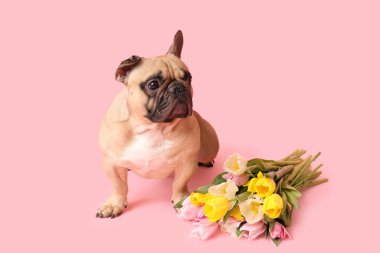 Pembe arka planda laleleri olan sevimli bir Fransız bulldog 'u. Uluslararası Kadınlar Günü