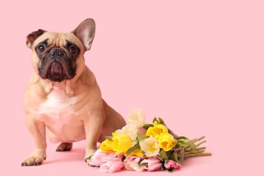 Pembe arka planda laleleri olan sevimli bir Fransız bulldog 'u. Uluslararası Kadınlar Günü