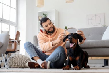Genç adam evde Dobermann 'ın köpeğine kulaklık takıyor.