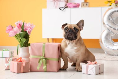 Sarı duvarda hediyeleri ve laleleri olan sevimli Fransız bulldog 'u. Uluslararası Kadınlar Günü