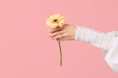 Pembe arka planda güzel Gerbera çiçekleri olan kadın elleri